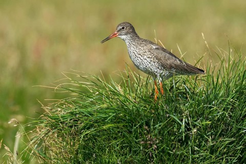 Common Redshank (Tringa totanus) on ground, Iceland