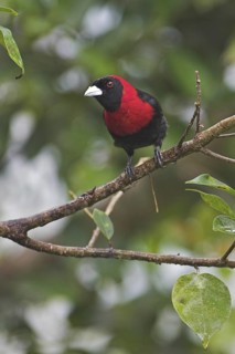 Crimson-collared Tanager (Ramphocelus sanguinolentus), Costa Rica