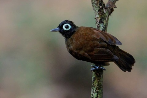Bare-eyed Antbird (Rhegmatorhina gymnops) perched on a branch in the Amazon of Brazil