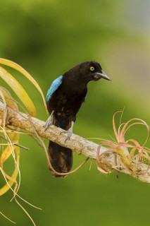 San Blas Jay Cyanocorax sanblasianus nelsoni El Tuito, Jalisco, Mexico 12 June Adult Corvidae