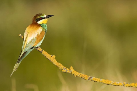 European Bee-eater (Merops apiaster), Madrid, Spain