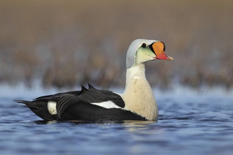 King Eider (Somateria spectabilis) male, Alaska, USA