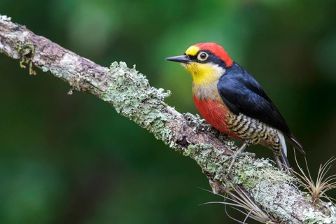 Yellow-fronted Woodpecker (Melanerpes flavifrons) perched on a branch in the Atlantic rainforest of