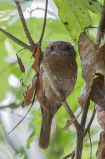 Sri Lanka Frogmouth (Batrachostomus moniliger), Kerala, India