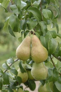 Pear (Pyrus communis 'Concorde'),  Veitshöchheim, Bavaria, Germany