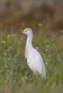 Western Cattle Egret (Bubulcus ibis), Florida, USA