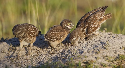Burrowing Owl (Athene cunicularia) with juvenile, Florida, USA