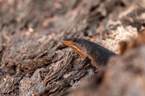 Karasburg tree skink (Trachylepis sparsa) in a tree, Kgalagadi Transfrontier National Park,
