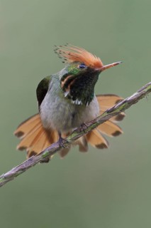 Rufous-crested Coquette (Lophornis delattrei), Manu National Park, Peru