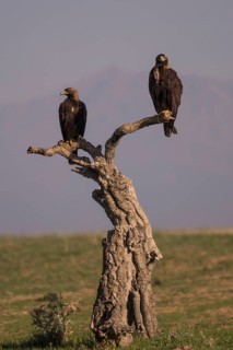 Iberian Eagle (Aquila adalberti), Spanish imperial eagle, Extremadura, Castilla La Mancha, Spain