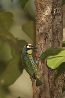 Coppersmith Barbet (Psilopogon haemacephalus), Kaeng Krachan, Thailand