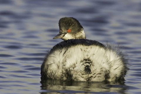 Black-necked Grebe (Podiceps nigricollis), California, USA