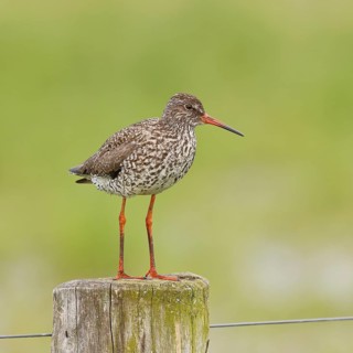 Redshank (Tringa totanus) standing on a pasture fence post, snipe bird, spring, wildlife, Hüde,