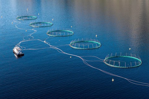 Aerial view of a salmon farm, aquaculture in the Mefjord on Senja island, Senja, Norway