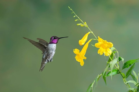 Costa's Hummingbird (Calypte costae) male feeding on flower nectar, Arizona, USA