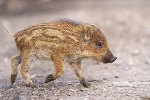 Wild boar (Sus scrofa) in the snow, fresh boar, Melle, Lower Saxony, Germany