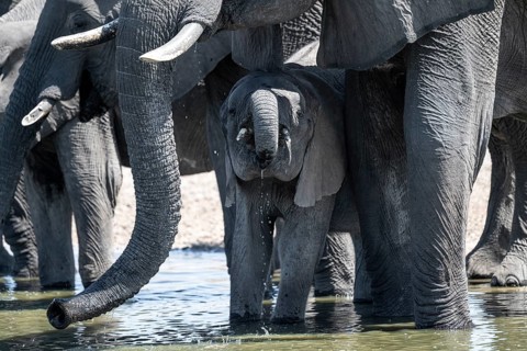 Herd of elephants at a waterhole, African elephant (Loxodonta africana), Savuti, Chobe National