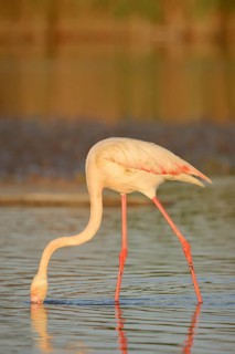 Greater flamingo (Phoenicopterus roseus) foraging, Camargue, Provence, southern France