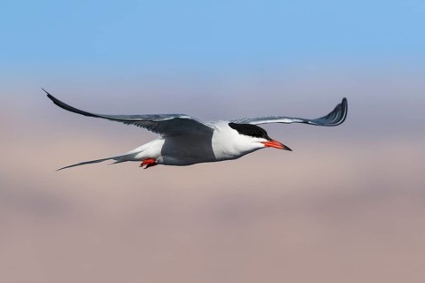 Common Tern (Sterna hirundo) flying, Eilat, Israel