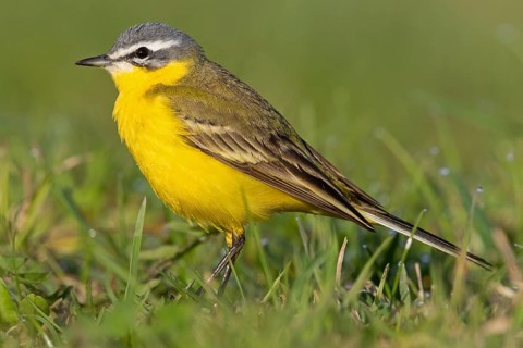 Wiesenschafstelze, Schafstelze, Blue-headed Yellow Wagtail, Motacilla flava flava, Bergeronnette