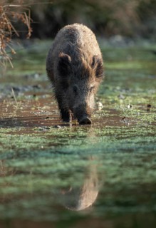 Wild boar, wild boar (Sus scrofa) standing in a pond, Germany