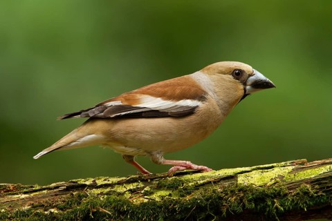 Hawfinch (Coccothraustes coccothraustes) female, Utrecht, Netherlands