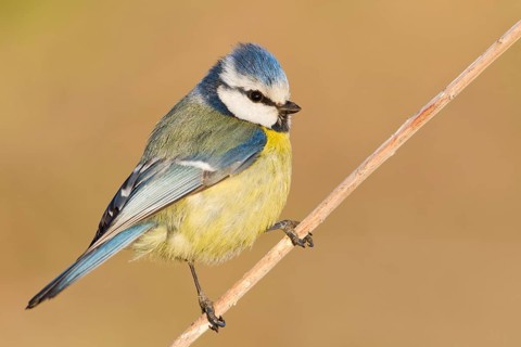 Eurasian Blue Tit (Cyanistes caeruleus), Baden-Wuerttemberg, Germany