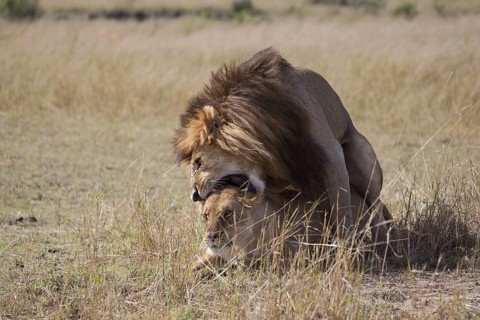 African Lion (Panthera leo) male and female mating, Masai Mara, Kenya