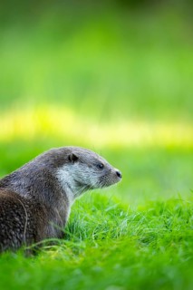 Eurasian otter (Lutra lutra) on a meadow, Hesse, Germany