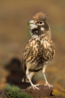 Thick-billed Lark - Knackerlerche - Rhamphocory clotbey, Morocco, male