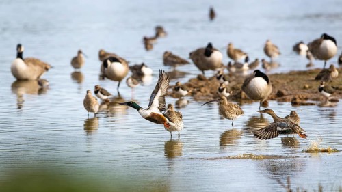 Northern Shoveler, Spatula clypeata, birds in flight over marshes