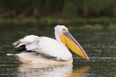 Great White Pelican (Pelecanus onocrotalus), Lake Naivasha, Kenya
