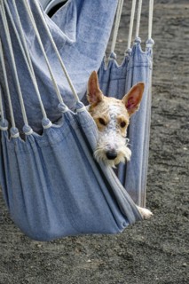 A dog sits in a hanging mat, Spain