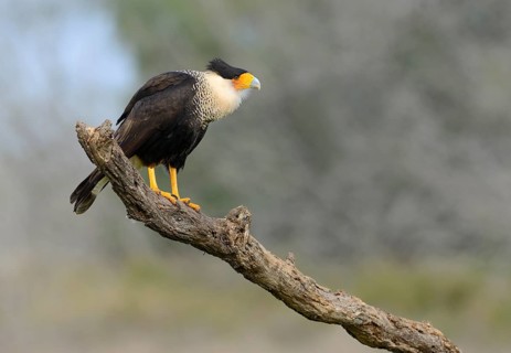 Crested Caracara (Caracara cheriway)