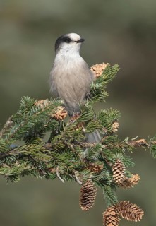 Grey Jay (Perisoreus canadensis), Alaska, USA