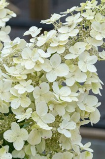 Panicle hydrangea (Hydrangea paniculata 'Savill Lace'), RHS Bridgewater, Great Britain