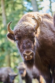 European bison (Bison bonasus) in a forest in spring, Bavarian Forest, Germany