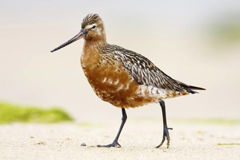Bar-tailed Godwit (Limosa lapponica), Asturias, Spain
