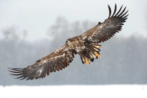 White-tailed Eagle (Haliaeetus albicilla) flying, Poland