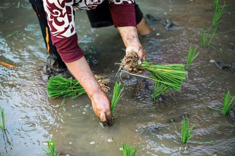 A close-up of a farmer planting rice seedlings in a muddy field in Indonesia. The image captures