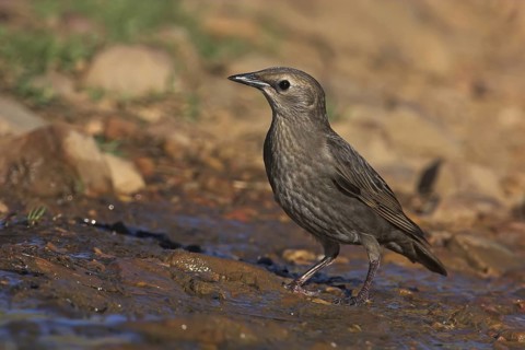 Spotless Starling (Sturnus unicolor), Extremadura, Spain