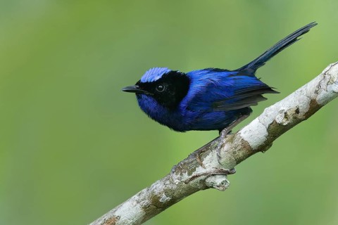 Emperor Fairywren (Malurus cyanocephalus) male perched on a branch, Papua New Guinea