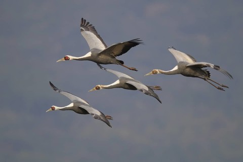 White-naped Crane (Antigone vipio) flying, Arasaki, Japan