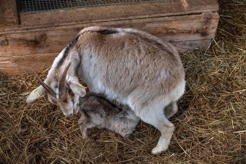 Goat lamb (Capra aegagrus hircus) suckling with its mother, Untertrubach, Upper Franconia, Bavaria,