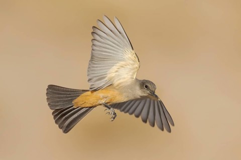 Say's Phoebe (Sayornis saya) flying, California, USA