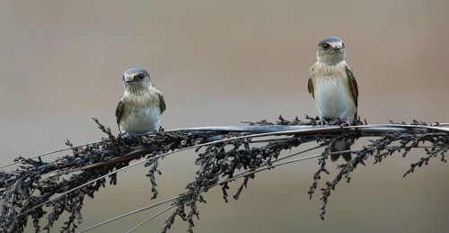 Tree Martin (Petrochelidon nigricans) perched on a branch, Victoria, Australia