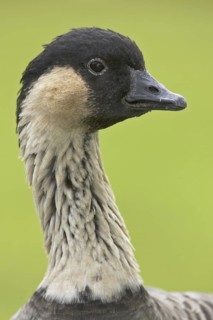 Nene (Branta sandvicensis), Hawaii, USA