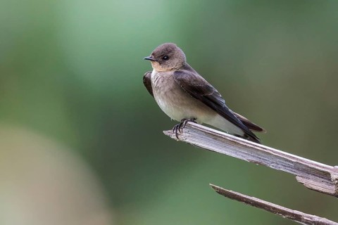 Southern Rough-winged Swallow (Stelgidopteryx reficollis) perched on a branch in Manu National