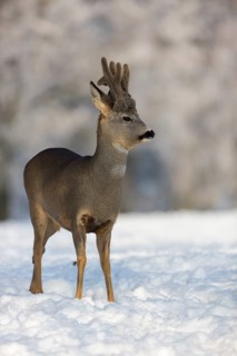 One male Roe Deer, (Capreolus capreolus), walking over a snowy meadow. Snow covered trees in the