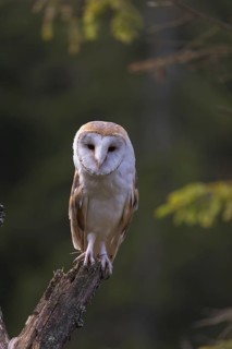 One barn owl (Tyto alba) sitting on top of a tree stump. A green forest in the distant background